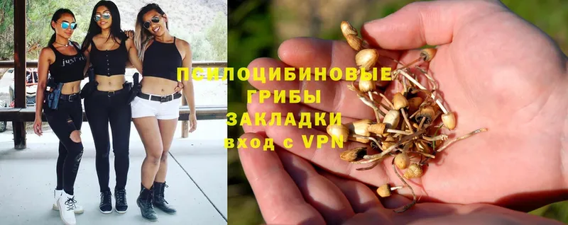 mega ссылка  купить  цена  Терек  Псилоцибиновые грибы Magic Shrooms 